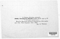 Uromyces viciae-fabae image